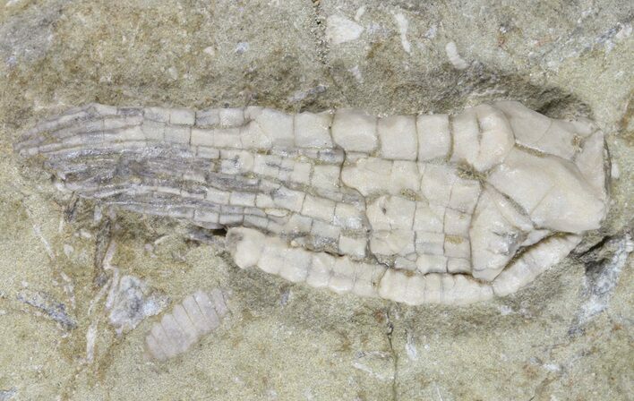 Halysiocrinus Crinoid Fossil - Indiana (Special Price) #52936